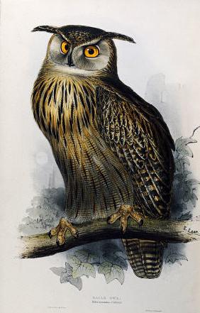 Eagle Owl, Lithographic Plate From ''The Birds Of Europe'' John Gould