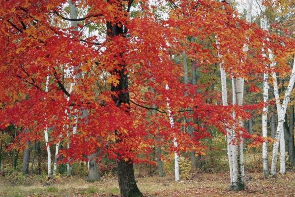 Fall Colors (photo)  van 
