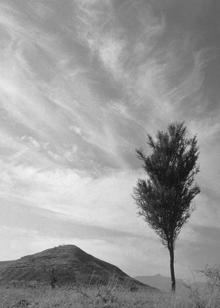 Form of tree and sand pattern (b/w photo)  van 