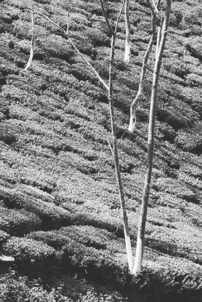 Form of trees in tea garden (b/w photo)  van 