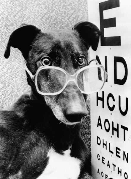 greyhound bitch wearing glasses van 