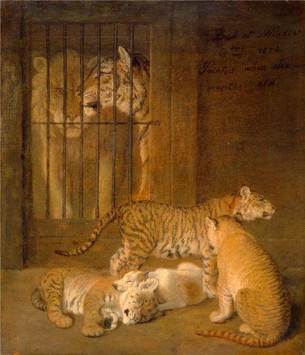 Group of Whelps Bred between a Lion and a Tigress van 