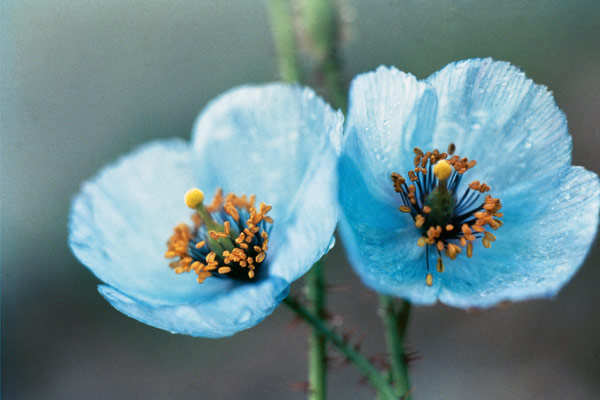 Himalayan Blue Poppy (Meconopsis aculeata) (photo)  van 