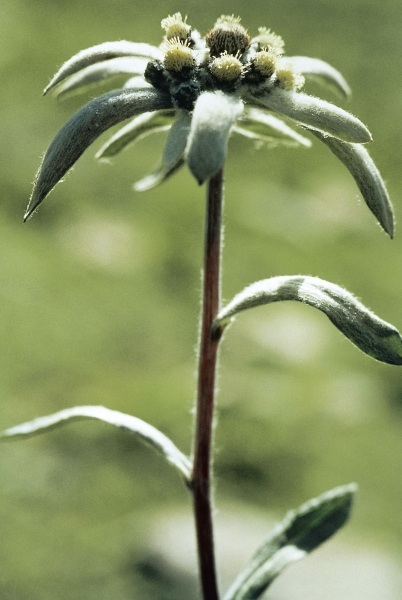 Himalayan Edelweiss (Leontopodium himalayanum) (photo)  van 
