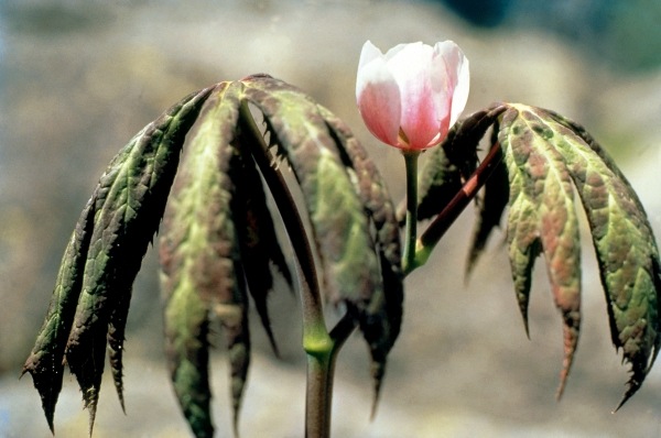Himalayan Mayapple Latin (Podophyllum hexandrum) (photo)  van 