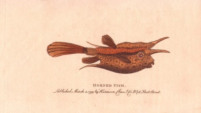 Horned fish or longhorn cowfish van 