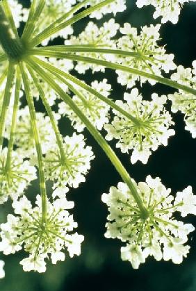 Himalayan Hogweed Cowparsnip (Heracleum candicans) (photo) 