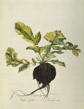 Horseradish, Règne Végétal / Gouache