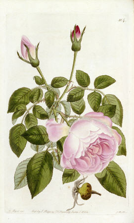 Illustration From The Botanical Register, Sydenham Teast Edwards 1769?-1819 & John Lindley 1799-1865 van 
