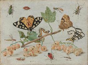 Insects and Fruit