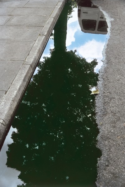Inverted tree in roadside pool of water (photo)  van 
