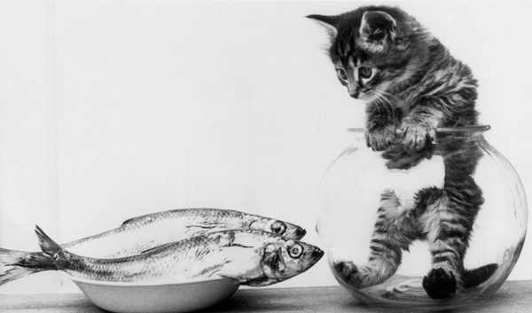 Kitten in an aquarium looking at fishes in a plate van 