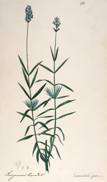 Lavender / Feather lithograph 1820 van 