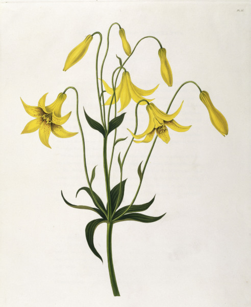 Lily / Colour Lithograph / 1831-34 van 