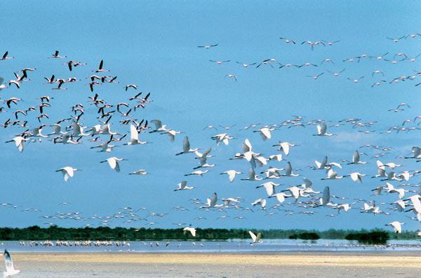 Lesser flamingos spoonbills and Caspian terns at Point Calimere (photo) 