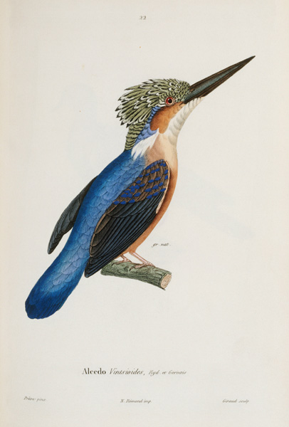 Malagasy Kingfisher van 