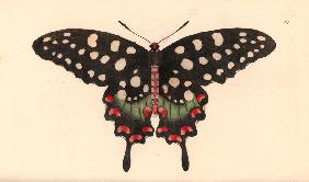 Madagascar giant swallowtail butterfly, Pharmacophagus antenor. Illustration unsigned (George Shaw a