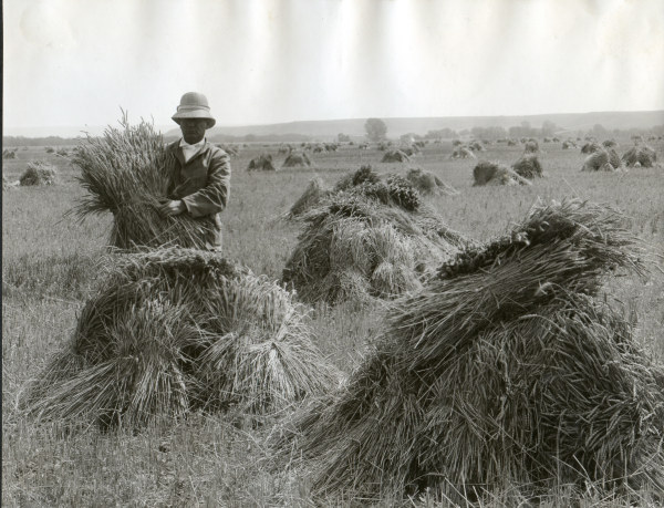 Man in wheat field / Oregon / Photo 1910 van 