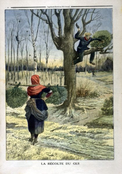 Mistelernte / aus: Petit Journal van 