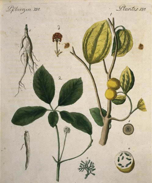Nux Vomica and Ginseng / Bertuch 1792 van 