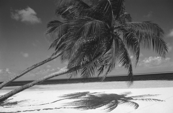 Palm tree shadow on sand (b/w photo)  van 
