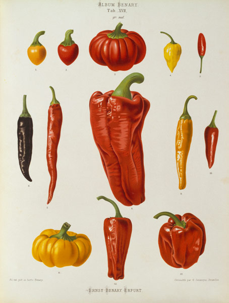 Pepper, Album Benary / Colour lithograph van 