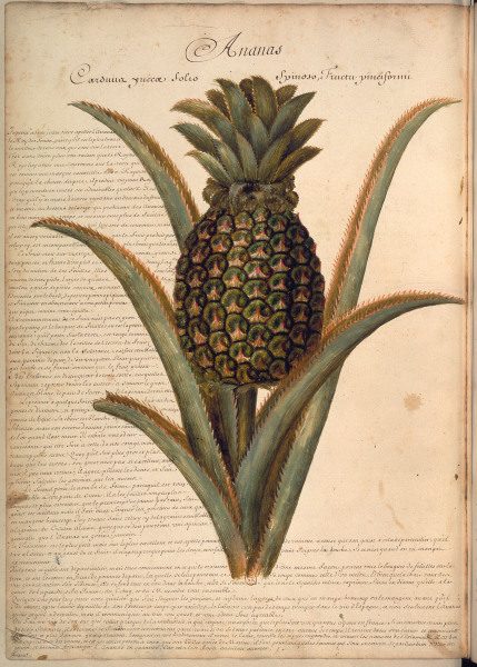 Pineapple / Plumier / Drawing / 1688 van 