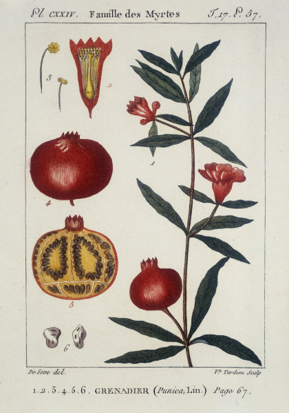 Pomegranate/Pomegranate Tree. Etching van 