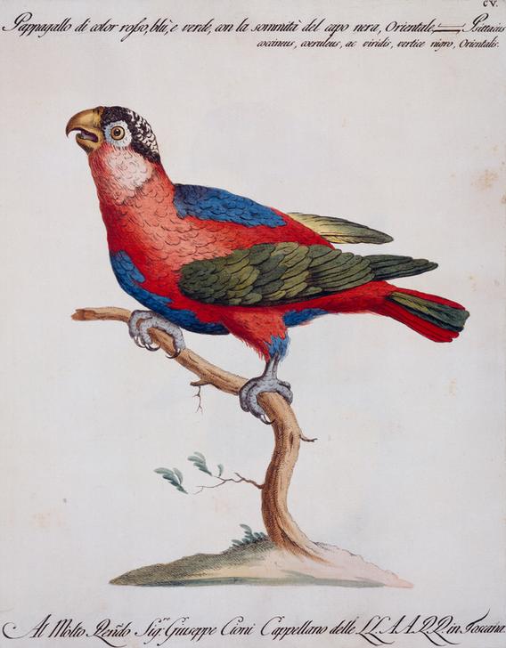 Red-blue and green parrot blue with black crown on its head, oriental (Psittacus coccineo, coeruleus van 