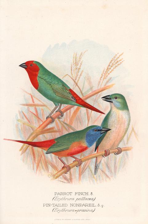 Red-throated parrot finch van 