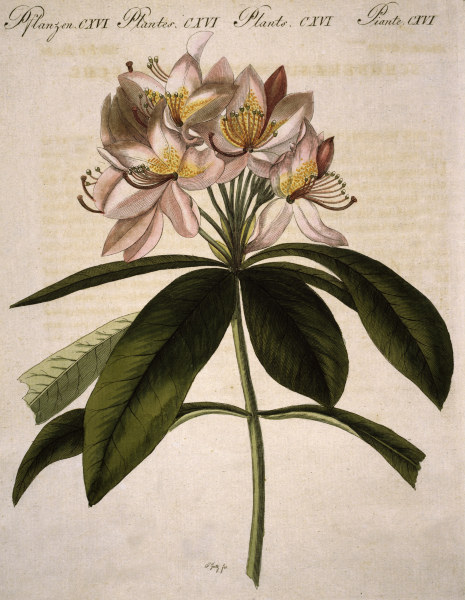 Rhododendron / aus Bertuch 1809 van 
