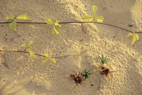 Sea creeper sesulium Trifoliatum and spinifax germinating on sand Mararikulam (photo)  van 