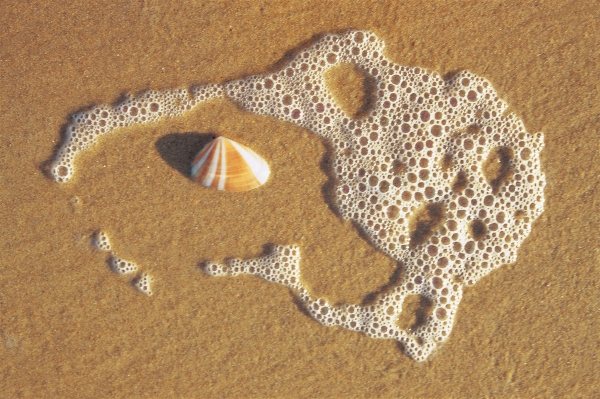 Sea foam and shell on sand near Vishakapatnam (photo)  van 