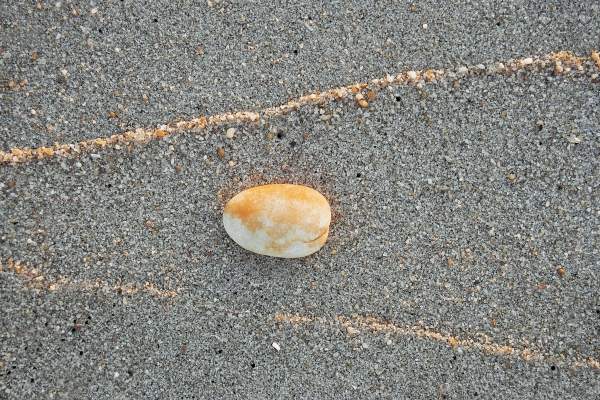 Shell with high tide mark of sand catching light of setting sun (photo)  van 