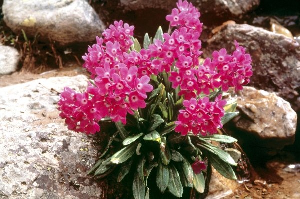 Smith''s Primrose (Primula atrodentata) (photo)  van 