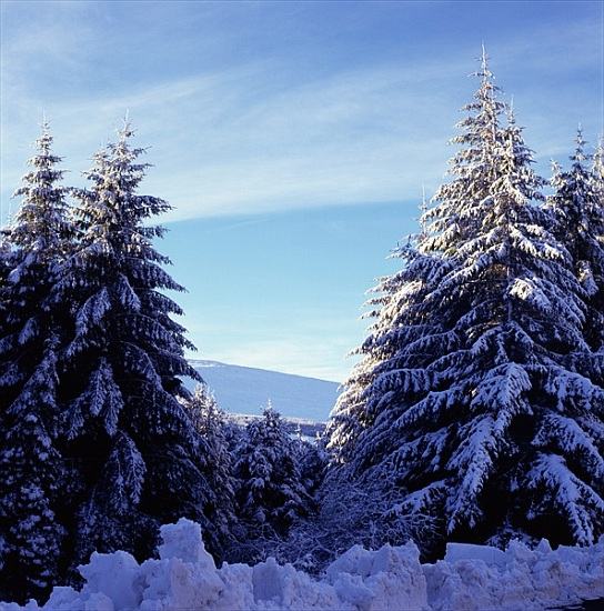 Snow-Covered Fir Trees on the Wicklow Mountains van 