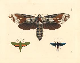 Strigocossus crassa moth 1