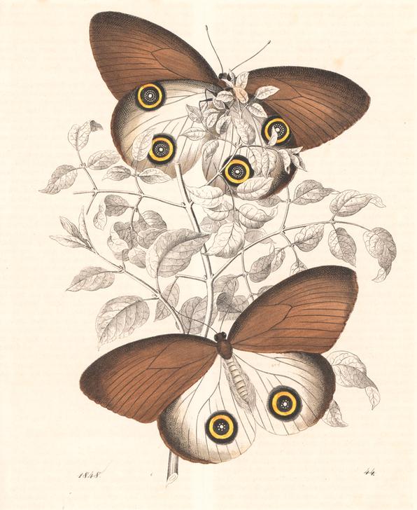Taenaris urania butterfly (previously Papilio jairus) van 