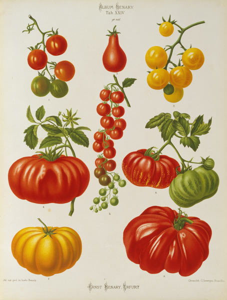 Tomatoes / Album Benary / Lithograph van 