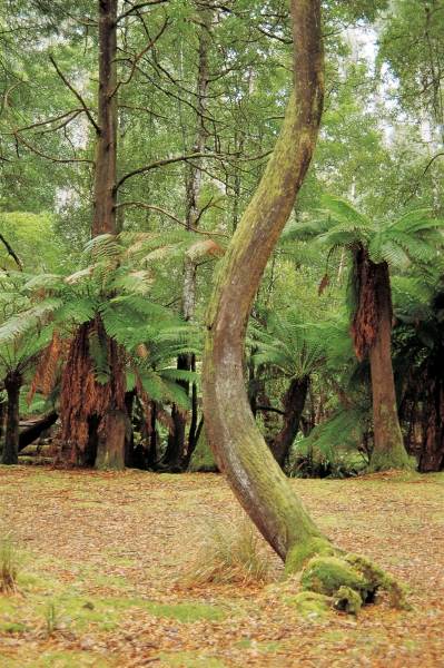 Tree ferns, Mt Field National Park (photo)  van 