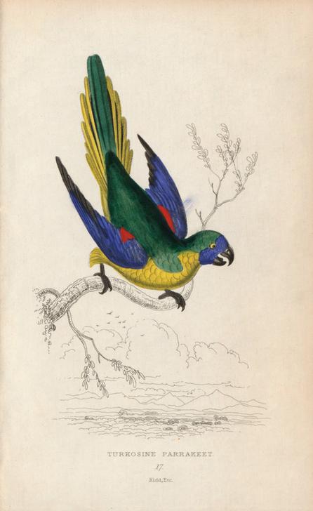 Turquoise parrot, Neophema pulchella. Turkosine parrakeet van 