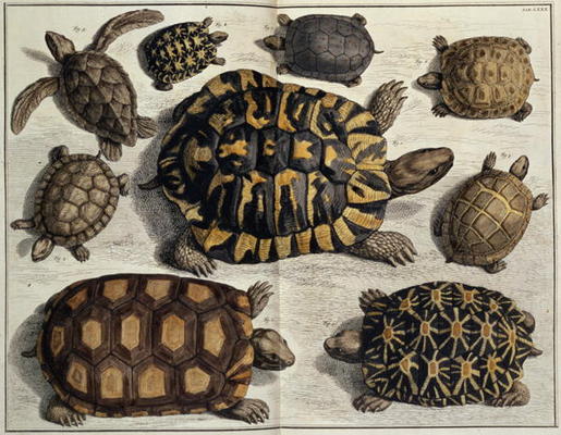 Turtles: from Albert Seba's Locupletissimi Rerum Naturalium, c.1750 (hand coloured engraving) van 