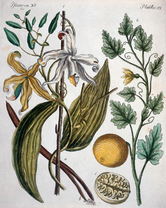Vanilla and Coloquinth / Bertuch 1792 van 