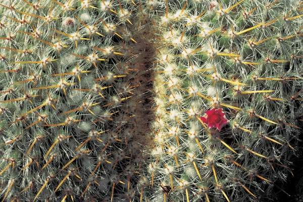 Very unusual cactus formation with red flowers (photo)  van 