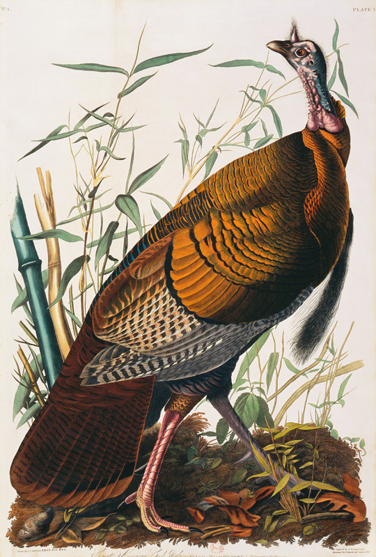 Wild Turkey, Male (Meleagris Gallopavo) From ''The Birds Of America'' By John James Audubon (1785-18 van 
