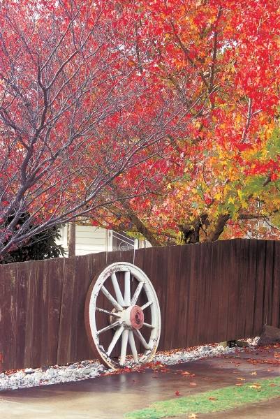 Wheel at wooden wall trees in autumn season (photo)  van 