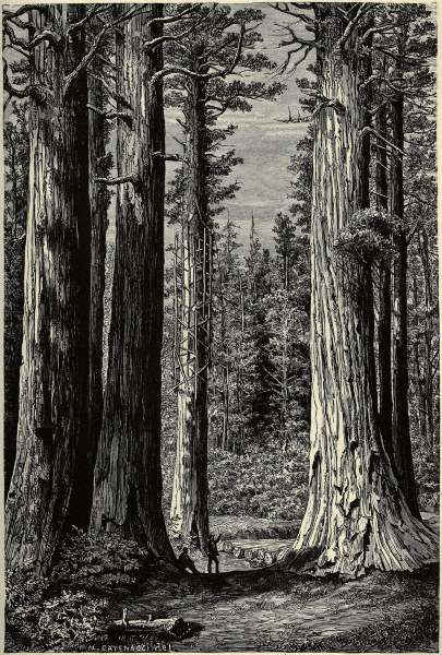Yosemite National Park, Redwood trees van 