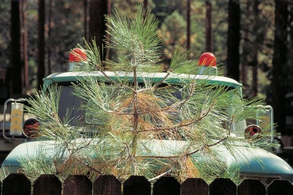 Young pine tree and parked behind game-warden''s four-wheeler with two red blinking lights (photo)  van 