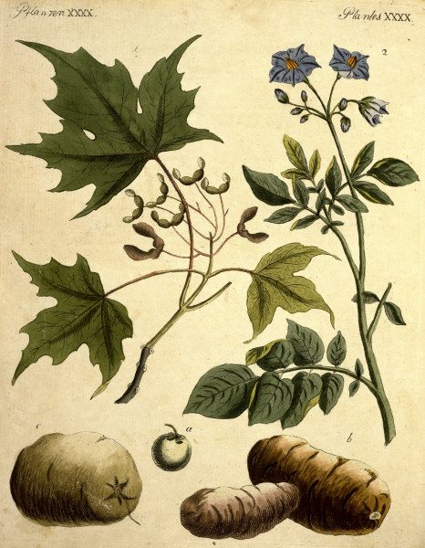 Zuckerahorn und Kartoffel / Bertuch 1796 van 