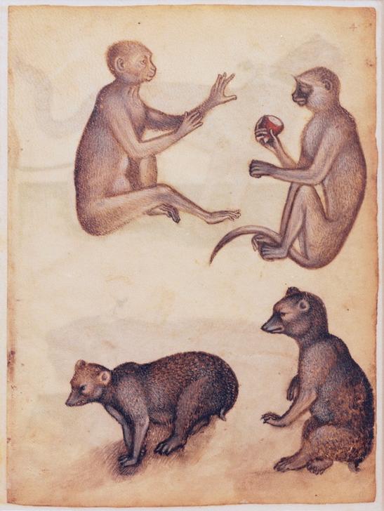 Two monkeys and two bears van 